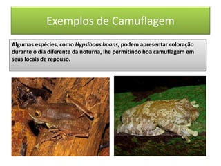Exemplos de Camuflagem
Algumas espécies, como Hypsiboas boans, podem apresentar coloração
durante o dia diferente da noturna, lhe permitindo boa camuflagem em
seus locais de repouso.
 