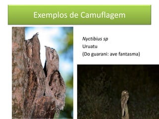 Exemplos de Camuflagem
Nyctibius sp
Uruatu
(Do guarani: ave fantasma)
 