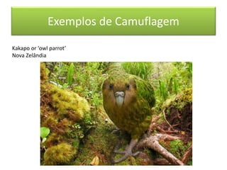 Kakapo or ‘owl parrot’
Nova Zelândia
Exemplos de Camuflagem
 