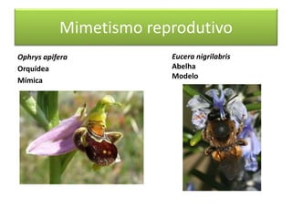 Mimetismo reprodutivo
Ophrys apifera
Orquídea
Mímica
Eucera nigrilabris
Abelha
Modelo
 