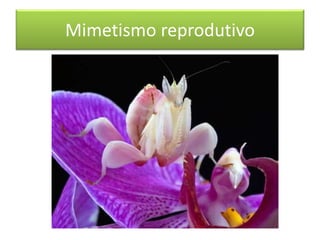Mimetismo reprodutivo
 