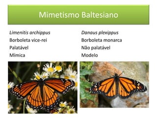 Mimetismo Baltesiano
Limenitis archippus
Borboleta vice-rei
Palatável
Mímica
Danaus plexippus
Borboleta monarca
Não palatável
Modelo
 