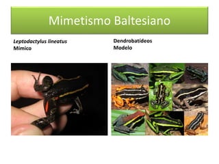 Mimetismo Baltesiano
Leptodactylus lineatus
Mímico
Dendrobatídeos
Modelo
 