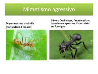 Mimetismo agressivo
Myrmarachne assimilis
(Salticidae). Filipinas
Gênero Cephalotes, faz mimetismo
batesiano e agressivo. Especialista
em formigas
 