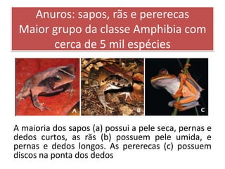Anuros: sapos, rãs e pererecas
Maior grupo da classe Amphibia com
cerca de 5 mil espécies
A maioria dos sapos (a) possui a pele seca, pernas e
dedos curtos, as rãs (b) possuem pele umida, e
pernas e dedos longos. As pererecas (c) possuem
discos na ponta dos dedos
 