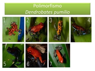 Polimorfismo
Dendrobates pumilio
 