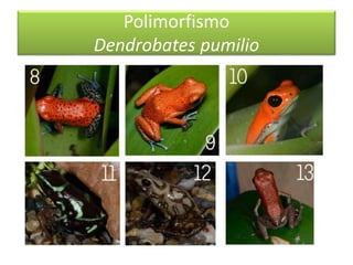 Polimorfismo
Dendrobates pumilio
 