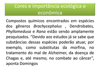 Cores e importância ecológica e
econômica
Compostos químicos encontrados em espécies
dos gêneros Brachycephalus , Dendrobates,
Phyllomedusa e Rana estão sendo amplamente
pesquisados. “Devido aos estudos já se sabe que
substâncias dessas espécies poderão atuar, por
exemplo, como substitutas da morfina, no
tratamento do mal de Alzheimer, da doença de
Chagas e, até mesmo, no combate ao câncer”,
aponta Domingos
 
