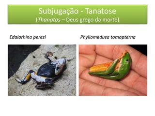 Subjugação - Tanatose
(Thanatos – Deus grego da morte)
Edalorhina perezi Phyllomedusa tomopterna
 