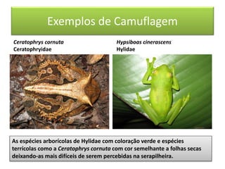 Exemplos de Camuflagem
Ceratophrys cornuta
Ceratophryidae
Hypsiboas cinerascens
Hylidae
As espécies arborícolas de Hylidae com coloração verde e espécies
terrícolas como a Ceratophrys cornuta com cor semelhante a folhas secas
deixando-as mais difíceis de serem percebidas na serapilheira.
 