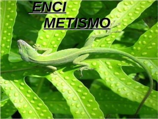 ENCI
 METISMO
 