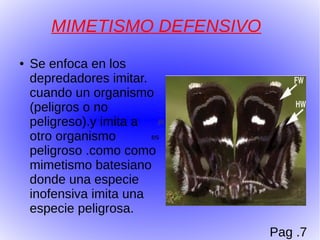 MIMETISMO DEFENSIVO
●   Se enfoca en los
    depredadores imitar.
    cuando un organismo
    (peligros o no
    peligreso).y imita a
    otro organismo       es

    peligroso .como como
    mimetismo batesiano
    donde una especie
    inofensiva imita una
    especie peligrosa.
                              Pag .7
 