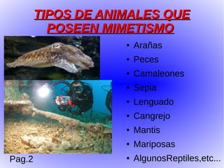 TIPOS DE ANIMALES QUE
          POSEEN MIMETISMO
                    ●   Arañas
                    ●   Peces
                    ●   Camaleones
                    ●   Sepia
                    ●   Lenguado
                    ●   Cangrejo
                    ●   Mantis
                    ●   Mariposas
Pag.2               ●   AlgunosReptiles,etc...
 