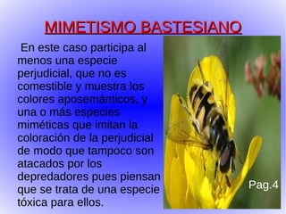MIMETISMO BASTESIANO
 En este caso participa al
menos una especie
perjudicial, que no es
comestible y muestra los
colores aposemánticos, y
una o más especies
miméticas que imitan la
coloración de la perjudicial
de modo que tampoco son
atacados por los
depredadores pues piensan
que se trata de una especie    Pag.4
tóxica para ellos.
 