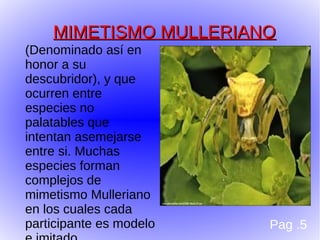 MIMETISMO MULLERIANO
(Denominado así en
honor a su
descubridor), y que
ocurren entre
especies no
palatables que
intentan asemejarse
entre si. Muchas
especies forman
complejos de
mimetismo Mulleriano
en los cuales cada
participante es modelo   Pag .5
 