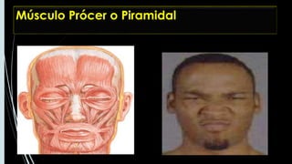 Musulo Procer MÚSCULOS FACIALES | PPTX