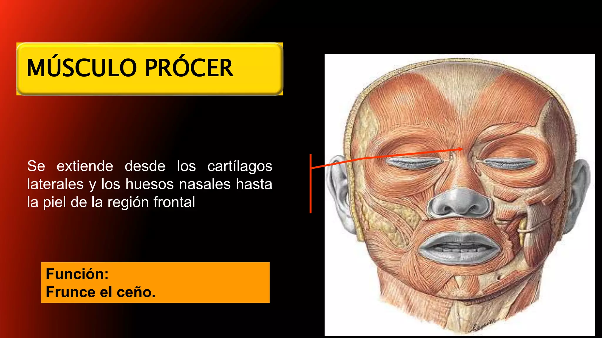 Musulo Procer MUSCULOS DE LA MIMICA | PPTX