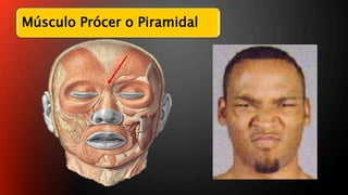 Musulo Procer MUSCULOS DE LA MIMICA | PPTX