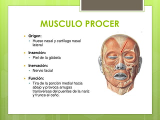 Musulo Procer Mímica Facial | PPTX
