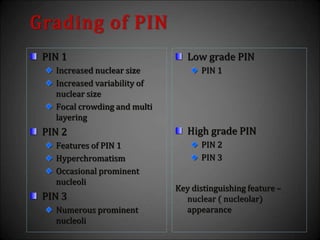 Grading of PIN
PIN 1
Increased nuclear size
Increased variability of
nuclear size
Focal crowding and multi
layering
PIN 2
Features of PIN 1
Hyperchromatism
Occasional prominent
nucleoli
PIN 3
Numerous prominent
nucleoli
Low grade PIN
PIN 1
High grade PIN
PIN 2
PIN 3
Key distinguishing feature –
nuclear ( nucleolar)
appearance
 
