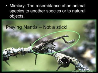 • Mimicry: The resemblance of an animal
species to another species or to natural
objects.
Copyright © 2010 Ryan P. Murphy
Preying Mantis – Not a stick!
 