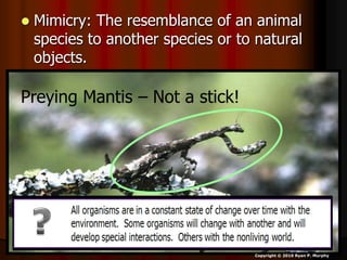 Mimicry Lesson PowerPoint, Animals, Environment, | PPT