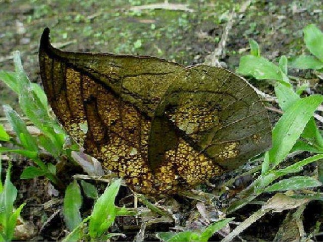 mimicry lesson powerpoint animals