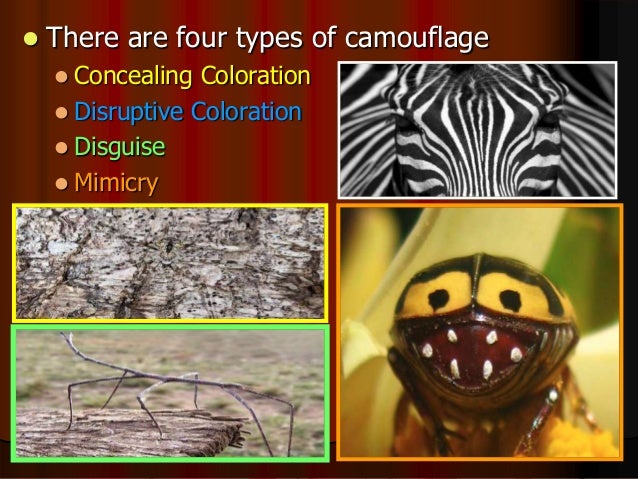 mimicry lesson powerpoint animals