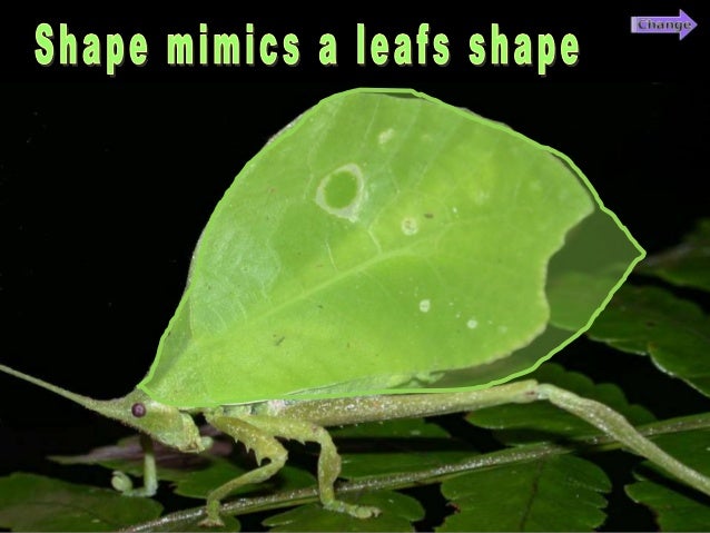 Mimicry Lesson PowerPoint, Animals, Environment,