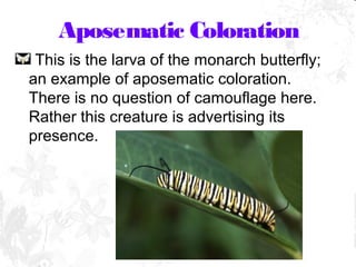 Mimicry in insects | PPT