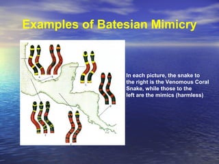 Examples of Batesian Mimicry
In each picture, the snake to
the right is the Venomous Coral
Snake, while those to the
left are the mimics (harmless)
 