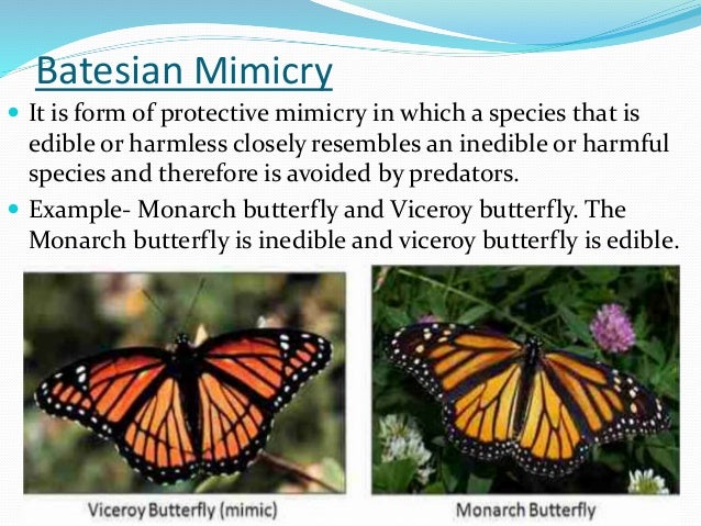 Müllerian Mimicry Examples imgprimrose