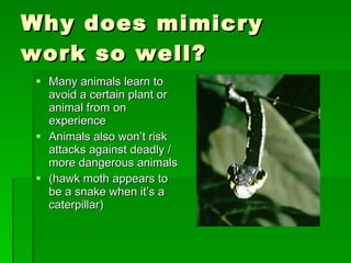 Why does mimicry work so well? Many animals learn to avoid a certain plant or animal from on experience Animals also won’t risk attacks against deadly / more dangerous animals (hawk moth appears to be a snake when it’s a caterpillar) 