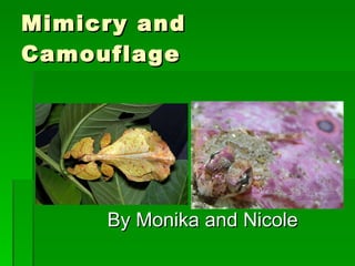 Mimicry and Camouflage By Monika and Nicole 