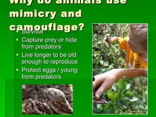Why do animals use mimicry and camouflage? Survival Capture prey or hide from predators Live longer to be old enough to reproduce Protect eggs / young from predators 
