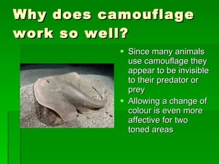 Why does camouflage work so well? Since many animals use camouflage they appear to be invisible to their predator or prey Allowing a change of colour is even more affective for two toned areas 