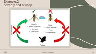 2023 Mimicry in insects 10
Example.2
hoverfly and a wasp
 