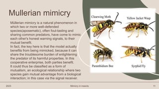 Müllerian mimicry is a natural phenomenon in
which two or more well-defended
species(aposematic), often foul-tasting and
sharing common predators, have come to mimic
each other's honest warning signals, to their
mutual benefit.
In fact, the key here is that the model actually
benefits from being mimicked, because it can
share the troublesome burden of enlightening
the predator of its harmful properties. In this
cooperative enterprise, both parties benefit.
It could thus be classified as a form of
mutualism, an ecological relationship where two
species gain mutual advantage from a biological
interaction; in this case via the signal receiver.
2023 Mimicry in insects 11
Mullerian mimicry
 