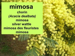 mimosa
chorín
(Acacia dealbata)
mimosa
silver wattle
mimosa des fleuristes
mimosa
 