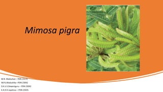 Mimosa pigra
M.N. Madushan – PDN 23115
W.P.S.Madushika –PDN 23042
D.K.U.S.Deweniguru – PDN 23092
K.A.D.H.Jayatissa – PDN 23035
 