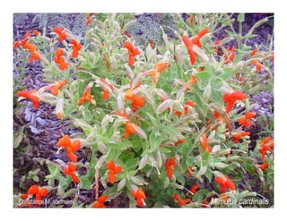 Mimulus cardinalis   web show