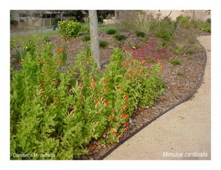 Mimulus cardinalis   web show
