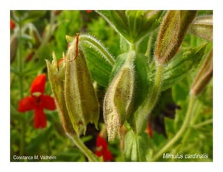 Mimulus cardinalis   web show