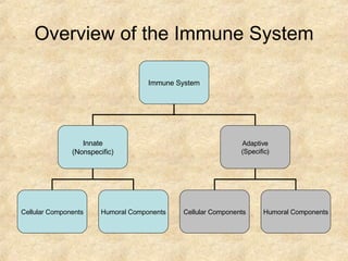 Overview of the Immune System Immune System Innate (Nonspecific) Adaptive (Specific) Cellular Components Humoral Components Cellular Components Humoral Components 