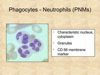 Phagocytes - Neutrophils (PNMs) Characteristic nucleus, cytoplasm  Granules CD 66 membrane marker 