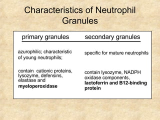 Characteristics of Neutrophil Granules primary granules   contain  cationic proteins, lysozyme, defensins, elastase and  myeloperoxidase secondary granules   contain lysozyme, NADPH oxidase components,  lactoferrin   and B12-binding protein azurophilic; characteristic of young neutrophils; specific for mature neutrophils 