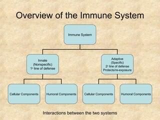 Overview of the Immune System Interactions between the two systems Immune System Innate (Nonspecific) 1 o  line of defense Adaptive (Specific) 2 o  line of defense Protects/re-exposure Cellular Components Humoral Components Cellular Components Humoral Components 