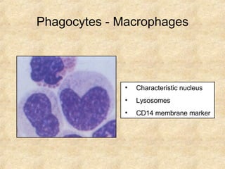 Characteristic nucleus Lysosomes CD14 membrane marker Phagocytes - Macrophages 