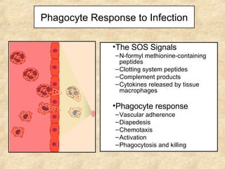 Phagocyte Response to Infection The SOS Signals N-formyl methionine-containing peptides Clotting system peptides Complement products Cytokines released by tissue macrophages Phagocyte response Vascular adherence Diapedesis Chemotaxis Activation Phagocytosis and killing 
