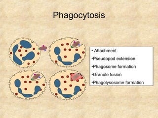 Phagocytosis Attachment Pseudopod extension Phagosome formation Granule fusion Phagolysosome formation 